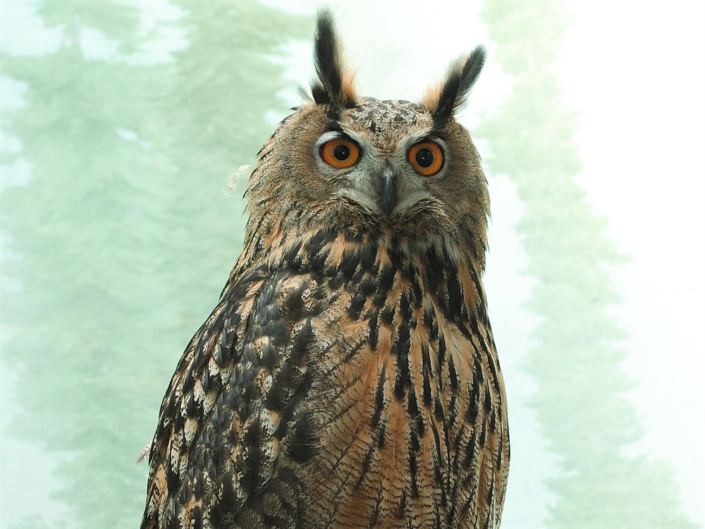 Statement from Central Park Zoo on Eurasian Eagle Owl > Newsroom